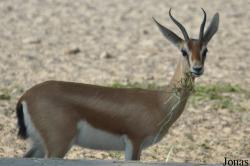 Gazella dorcas dorcas