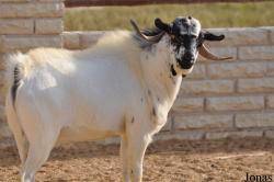 Al Areen Wildlife Park and Reserve