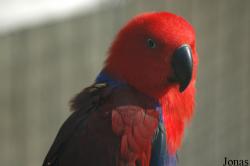 Eclectus roratus