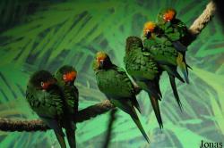 Aratinga auricapillus
