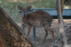 Nesotragus moschatus zuluensis
