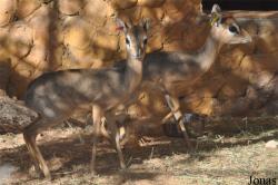 Al Bustan Zoological Center