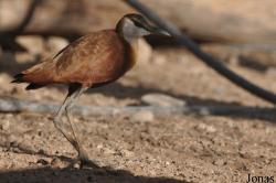 Al Bustan Zoological Center