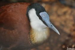 Actophilornis africanus