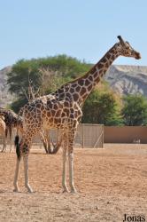 Al Ain Zoo