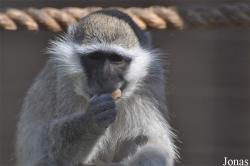 Al Ain Zoo