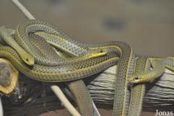 Al Ain Zoo