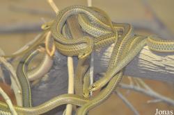 Al Ain Zoo
