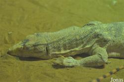 Al Ain Zoo