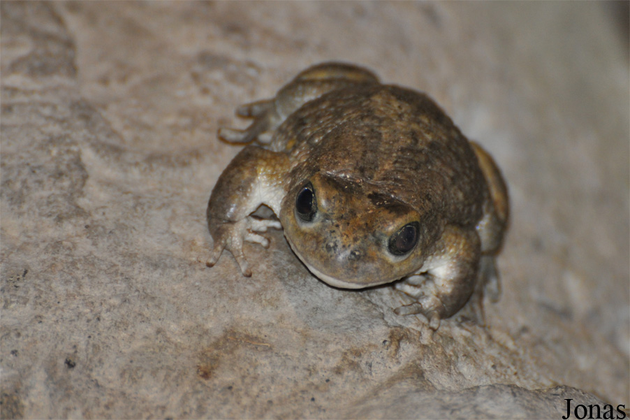 Al Ain Zoo