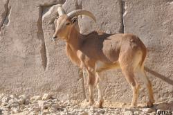 Al Ain Zoo