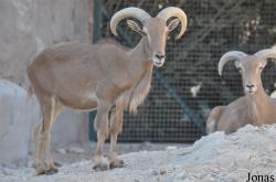 Al Ain Zoo