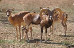 Al Ain Zoo