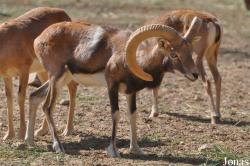 Al Ain Zoo