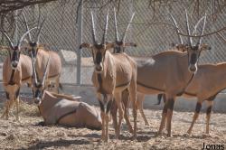 Oryx beisa callotis