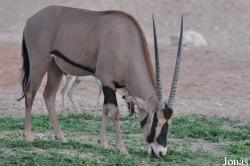 Al Ain Zoo