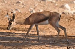 Al Ain Zoo