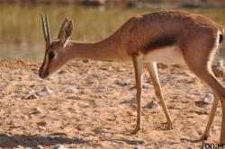 Al Ain Zoo