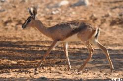 Al Ain Zoo