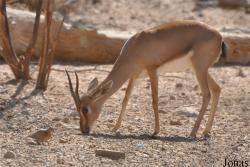 Al Ain Zoo