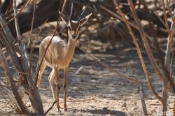 Al Ain Zoo