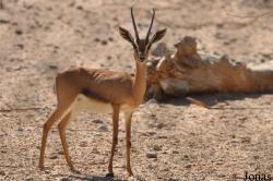 Al Ain Zoo