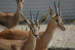 Parque de Rescate de Fauna Sahariana