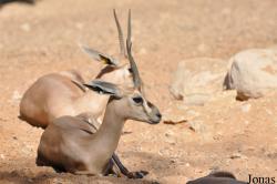 Al Ain Zoo