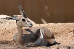 Al Ain Zoo