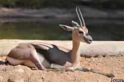 Al Ain Zoo