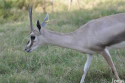 Al Ain Zoo