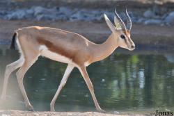 Al Ain Zoo