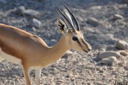 Al Ain Zoo