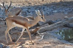 Al Ain Zoo