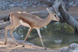 Al Ain Zoo