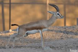 Al Ain Zoo