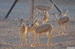 Al Ain Zoo