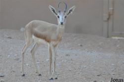Al Ain Zoo