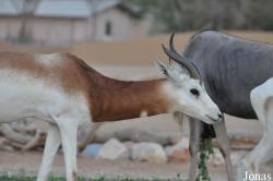 Al Ain Zoo
