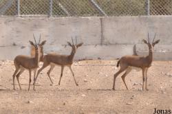 Al Ain Zoo
