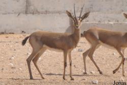 Gazella saudiya
