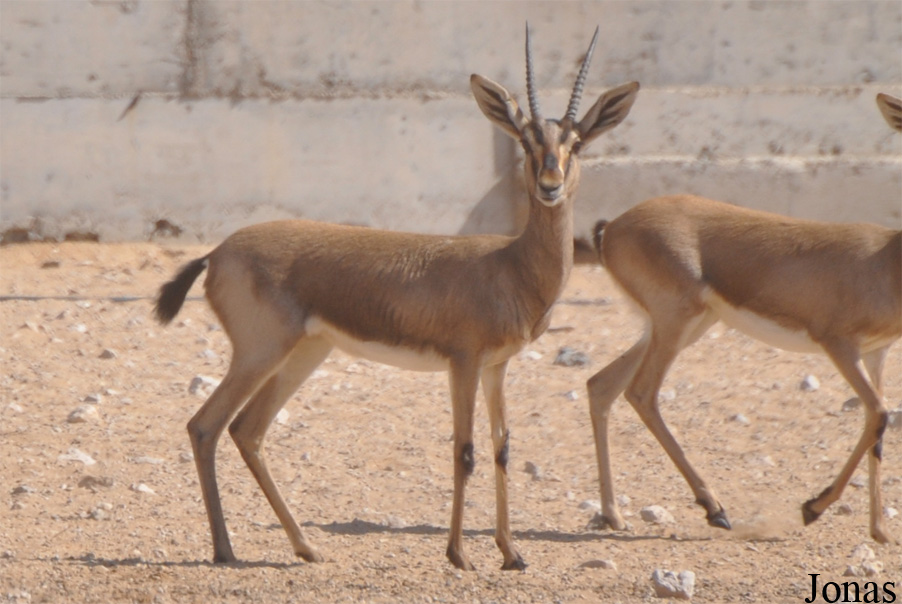 Al Ain Zoo