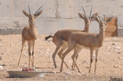 Al Ain Zoo