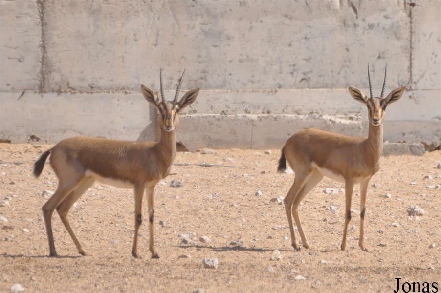 Al Ain Zoo
