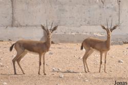 Al Ain Zoo