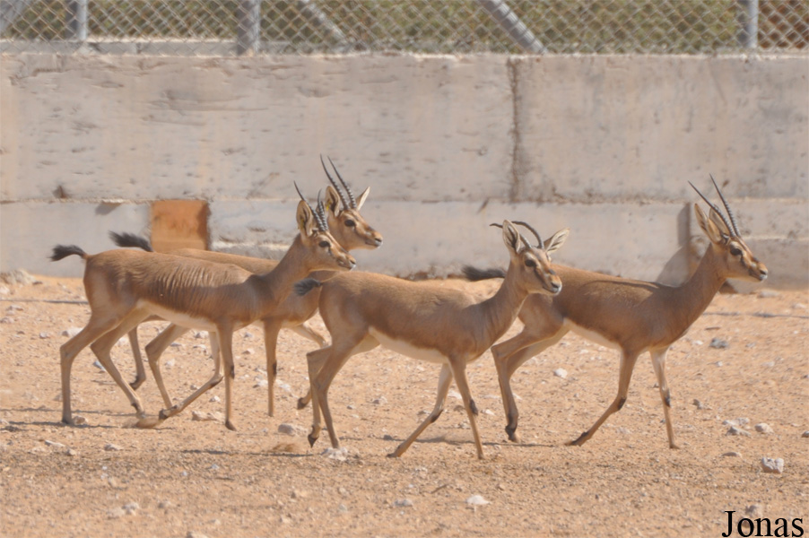 Al Ain Zoo