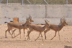 Al Ain Zoo