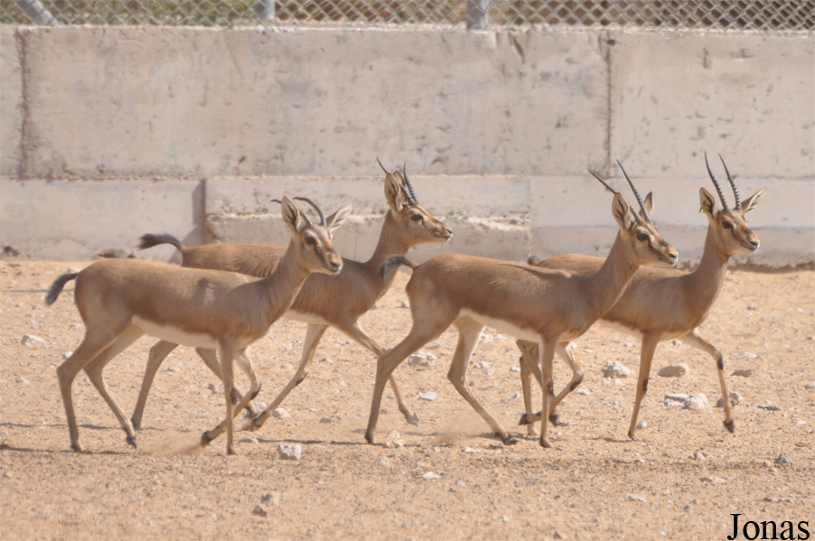 Al Ain Zoo