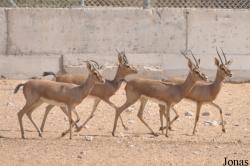 Al Ain Zoo