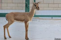 Al Ain Zoo